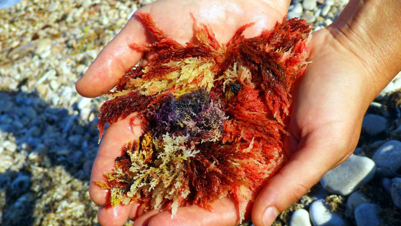 red algae calcium supplement