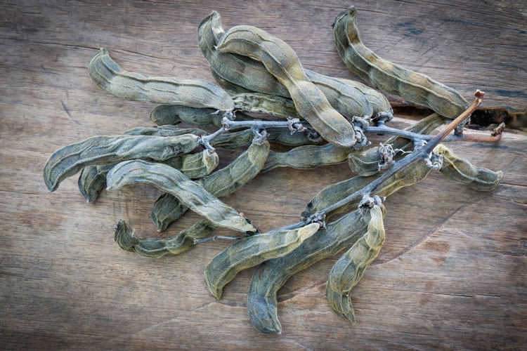 Mucuna Pruriens Supplement