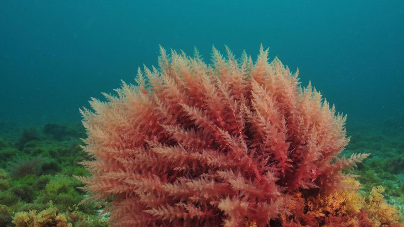 Icelandic red algae calcium